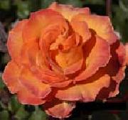 unknow artist Orange Rose painting